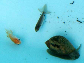 ranchu1209073.jpg