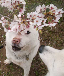 sakura1604033.jpg
