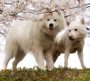 sakura1604034.jpg