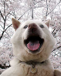 sakura1604036.jpg