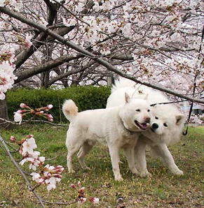 sakura1604038.jpg