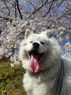 sakura1904061.jpg