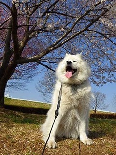 sakura1904062.jpg