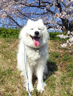 sakura1904064.jpg