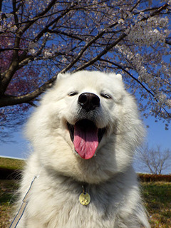 sakura1904065.jpg