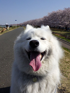 sakura1904066.jpg