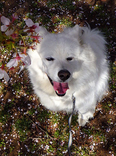 sakura1904067.jpg