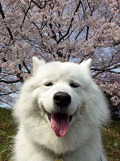 sakura1904071.jpg