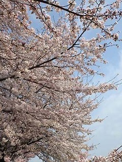 sakura1904072.jpg