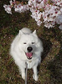 sakura1904073.jpg