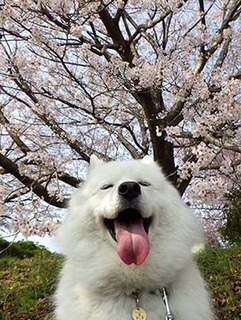 sakura1904074.jpg