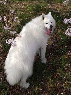 sakura1904075.jpg