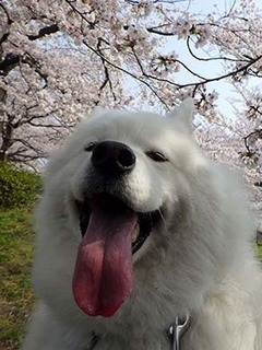 sakura1904077.jpg