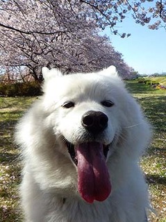 sakura1904091.jpg