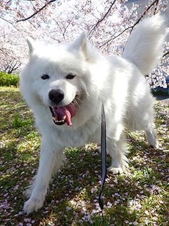 sakura1904092.jpg