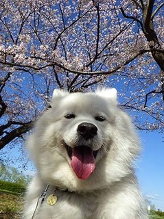 sakura1904093.jpg