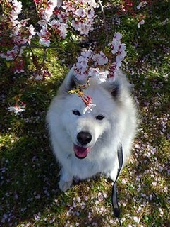 sakura1904094.jpg