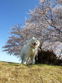 sakura1904095.jpg