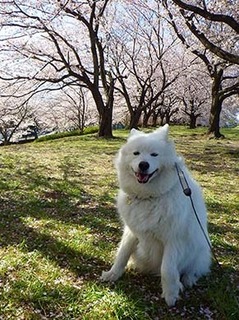 sakura1904096.jpg