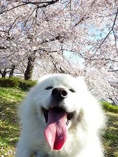 sakura1904097.jpg
