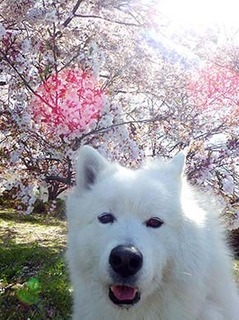 sakura1904098.jpg