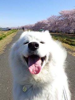 sakura1904099.jpg