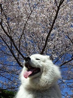sakura1904113.jpg