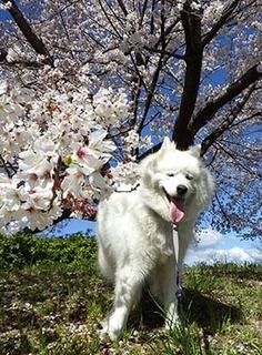 sakura1904114.jpg