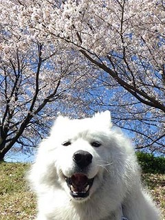 sakura1904115.jpg