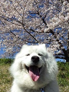 sakura1904118.jpg
