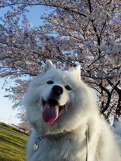 sakura1904131.jpg