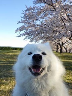 sakura1904132.jpg