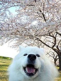 sakura1904133.jpg