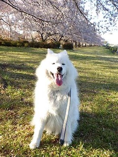 sakura1904134.jpg