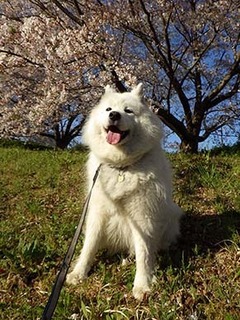 sakura1904135.jpg