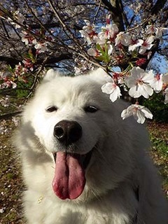 sakura1904136.jpg