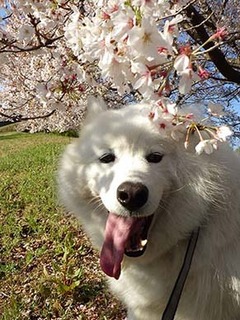 sakura1904137.jpg