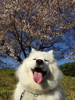 sakura1904138.jpg