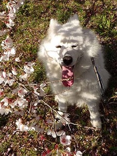 sakura1904139.jpg