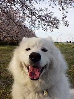 sakura1904141.jpg
