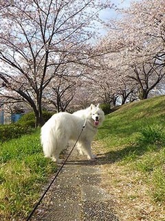 sakura19041410.jpg