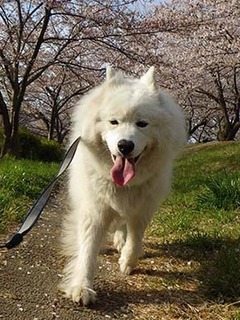 sakura19041411.jpg