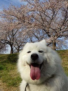 sakura19041412.jpg