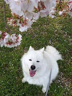 sakura19041413.jpg