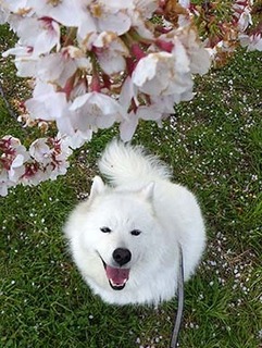 sakura19041414.jpg