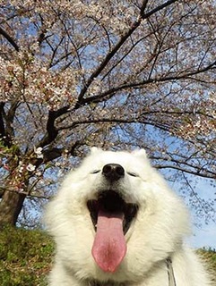 sakura1904142.jpg