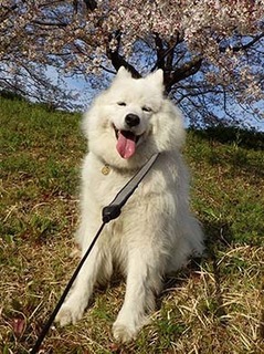 sakura1904144.jpg