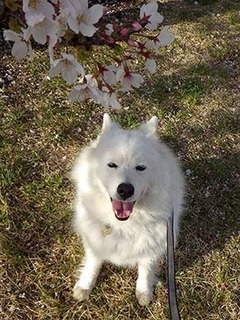 sakura1904147.jpg