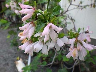 sakura2010021.jpg