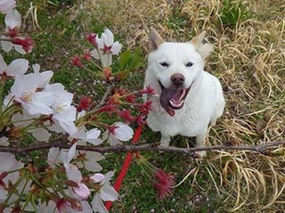 sakura2104021.jpg